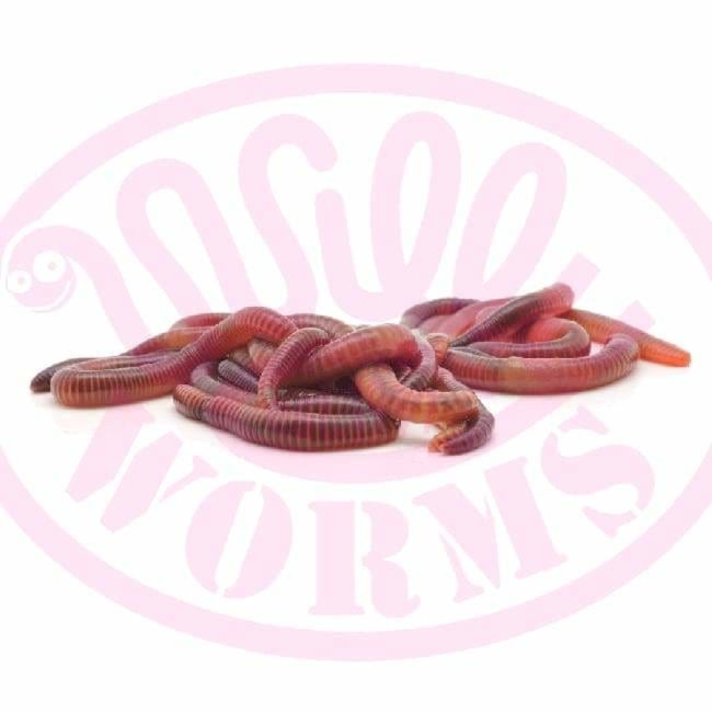 Willys Worms Medium Dendrobaenas - Lavender Hall Fishery